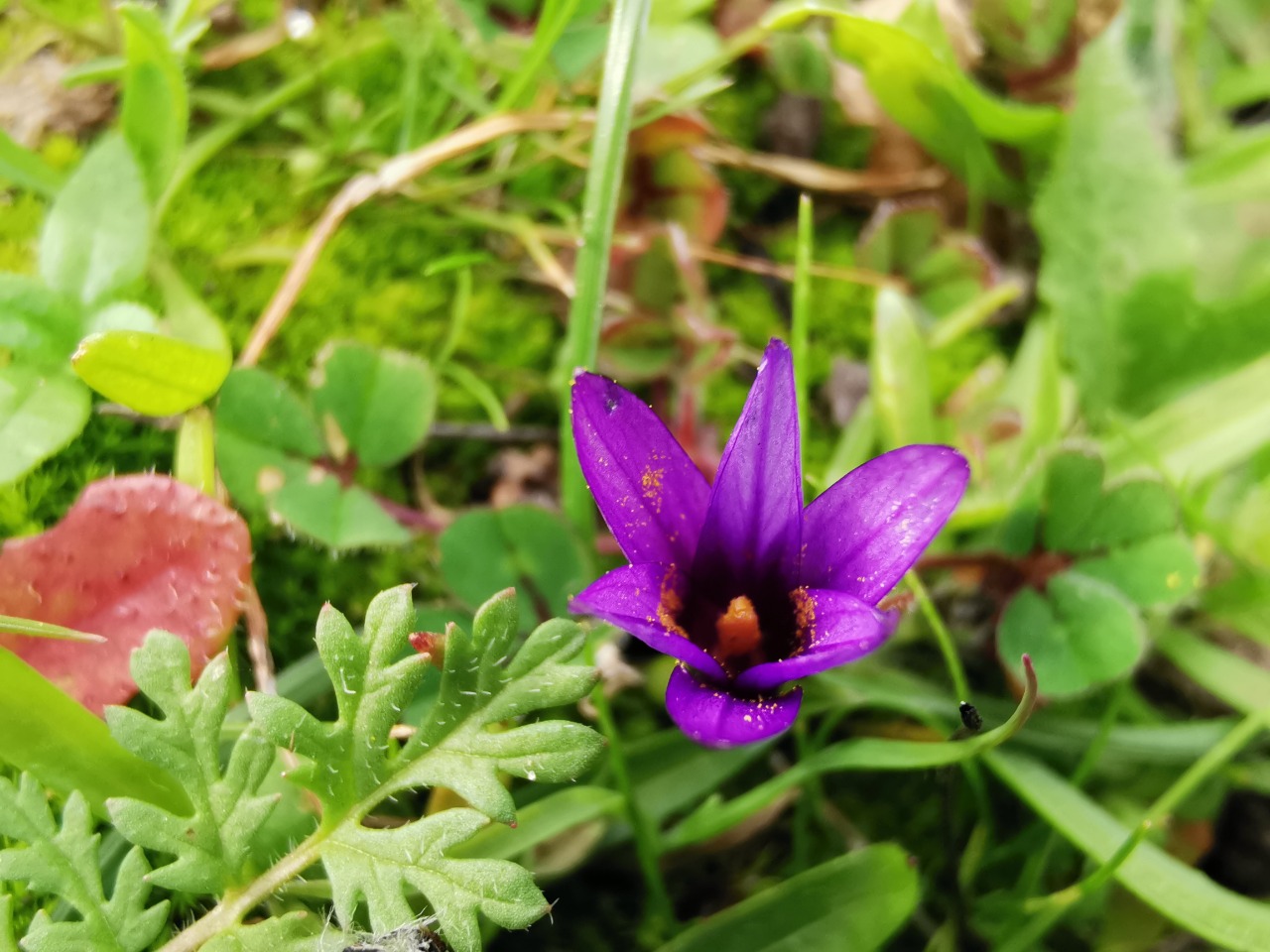 Romulea bulbocodium