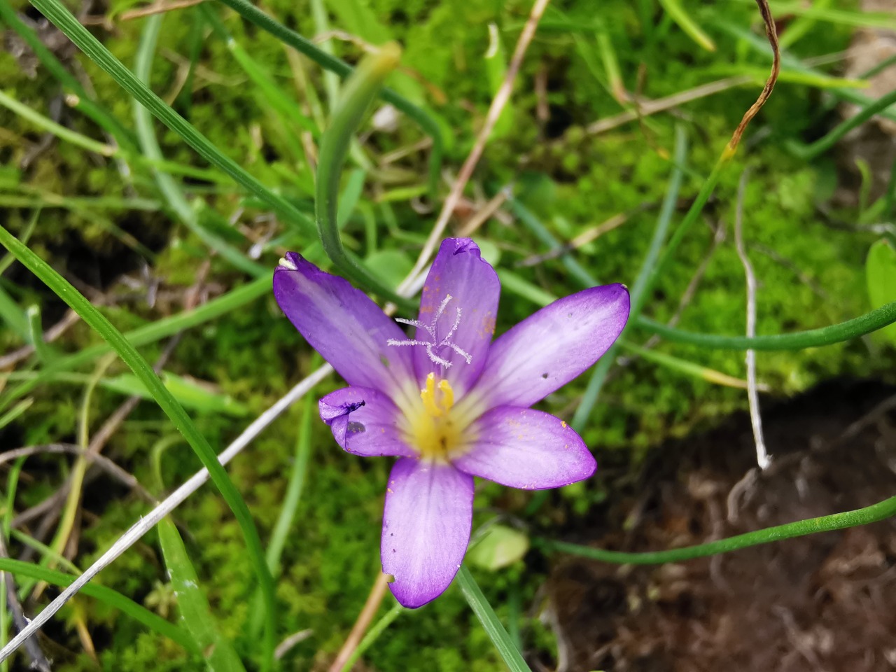 Romulea bulbocodium var. bulbocodium