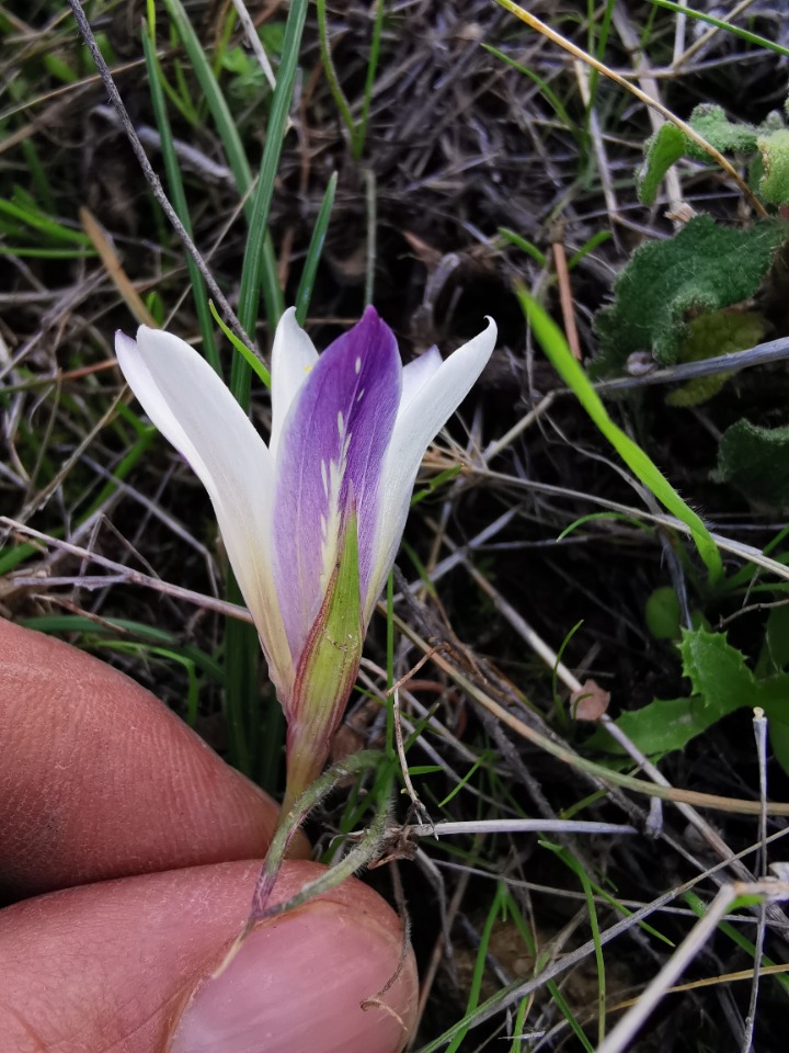 Romulea bulbocodium var. leichtliniana