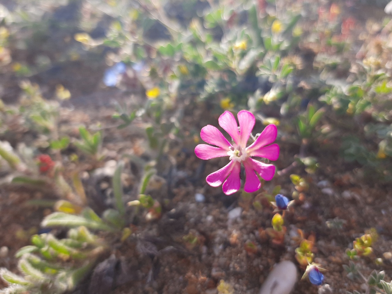 Silene colorata