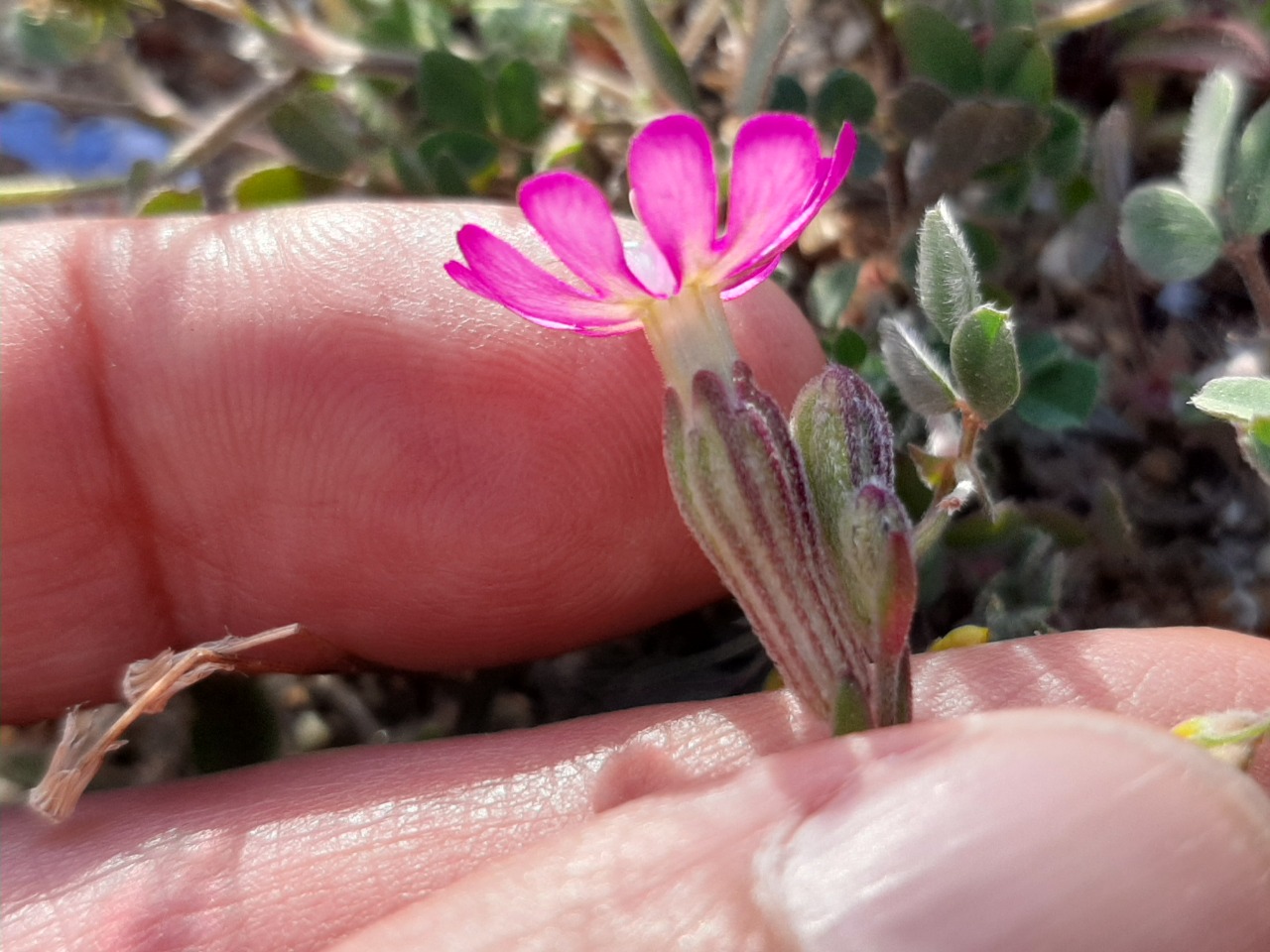 Silene colorata