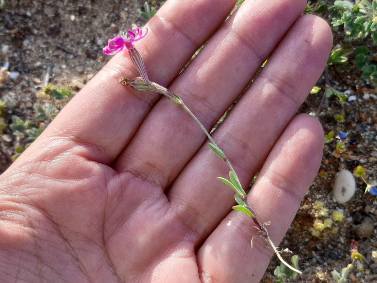 Silene colorata