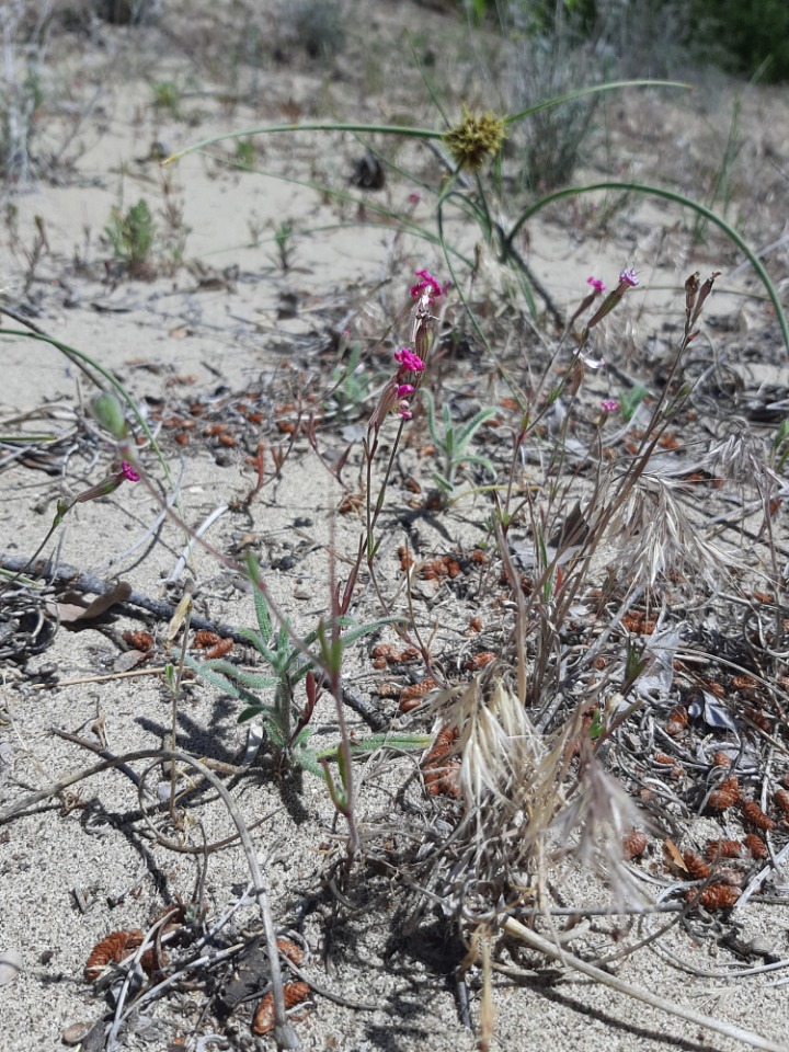 Silene colorata