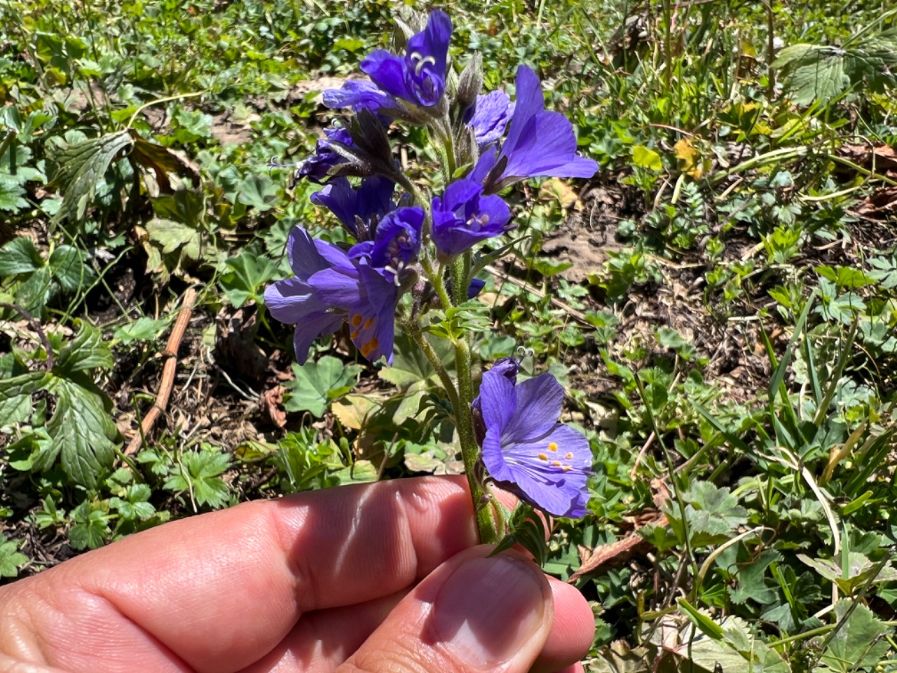 Polemonium caeruleum