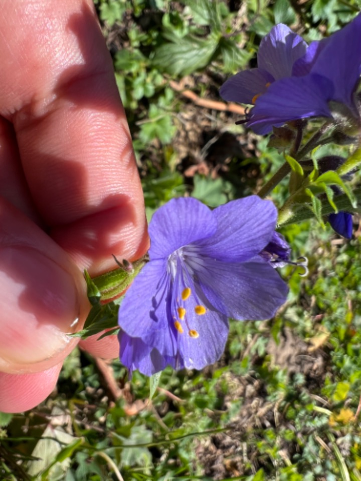 Polemonium caeruleum