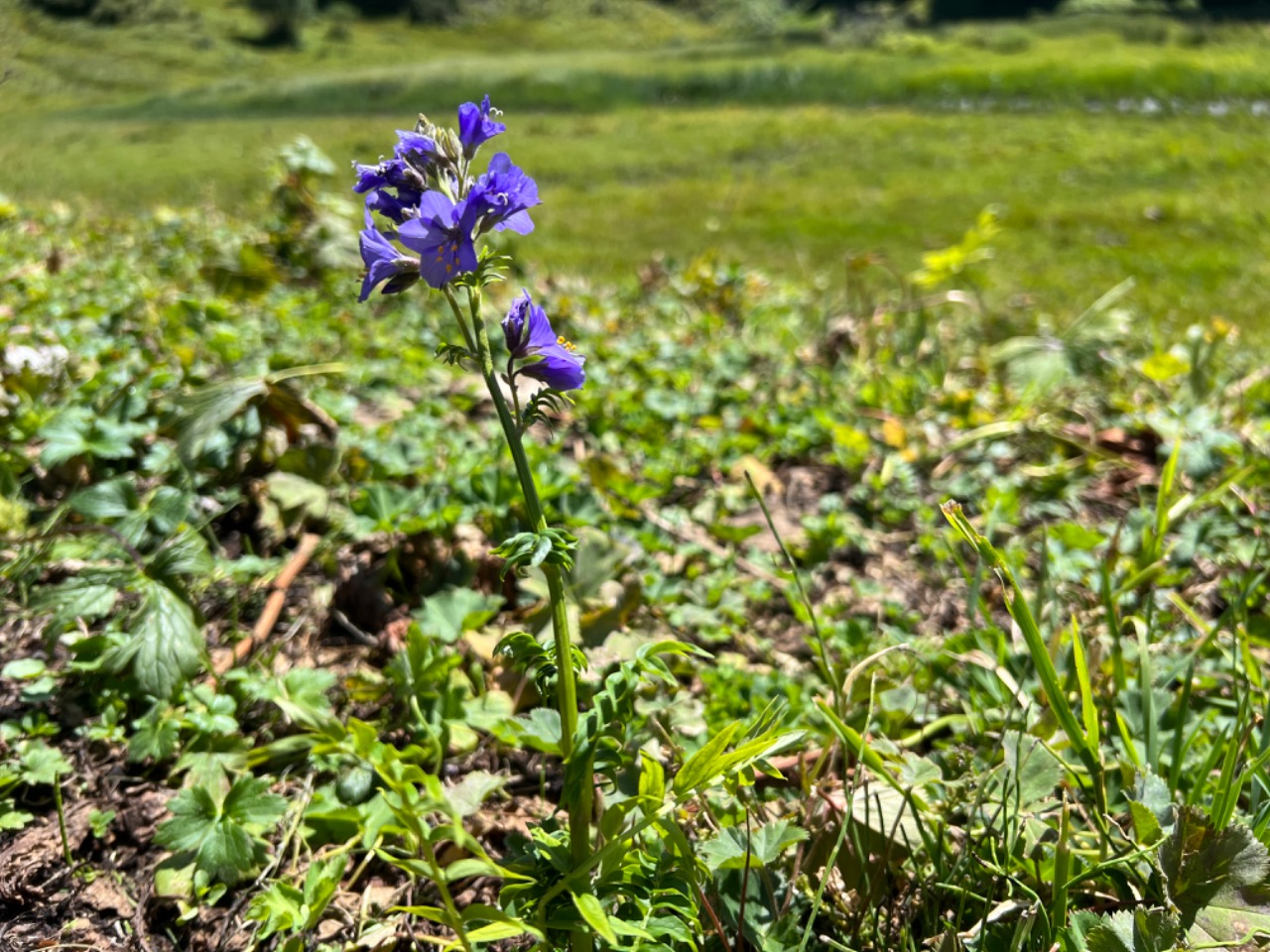 Polemonium caeruleum