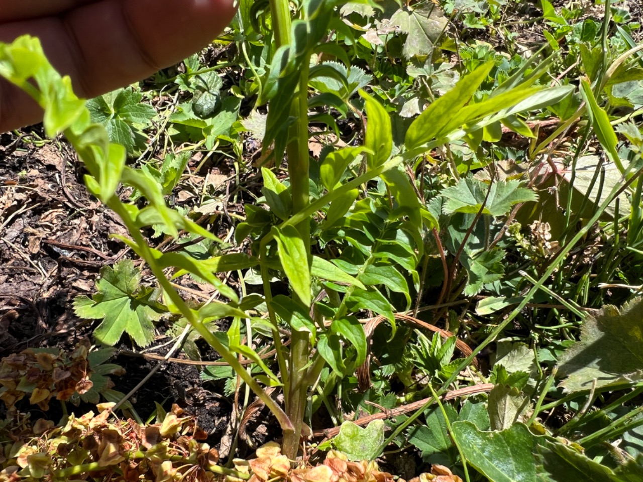 Polemonium caeruleum