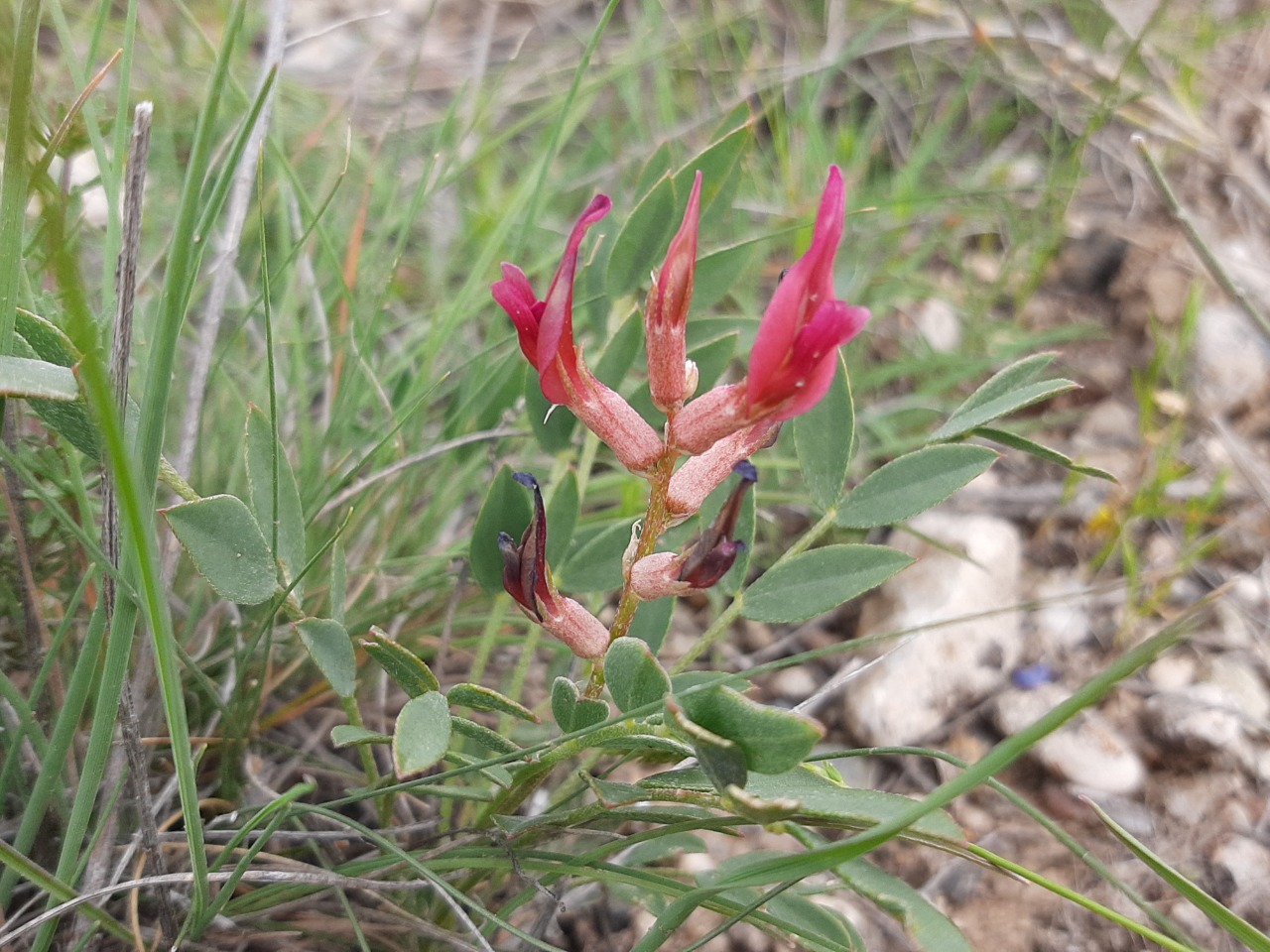 Astragalus elongatus