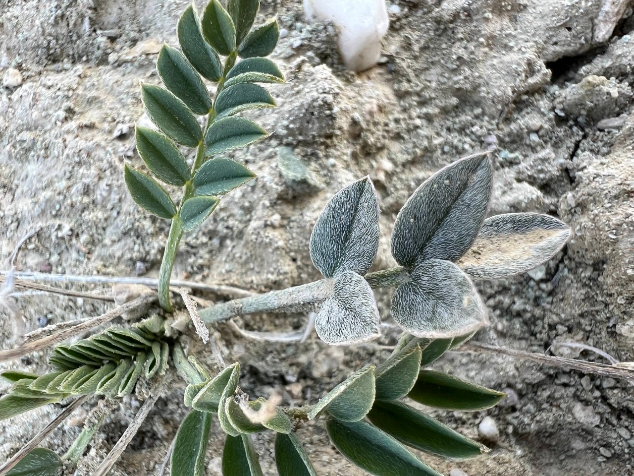 Astragalus elongatus