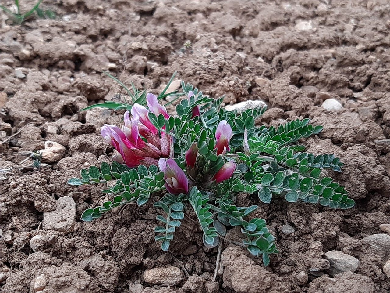 Astragalus elongatus