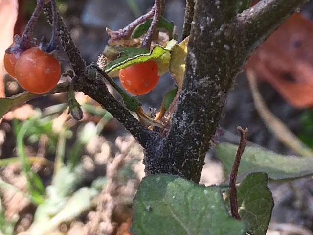 Solanum luteum