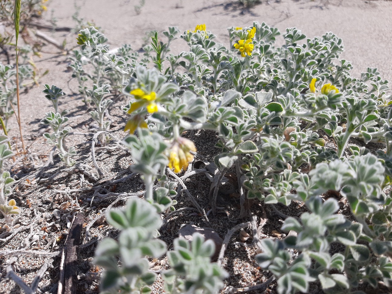Medicago marina