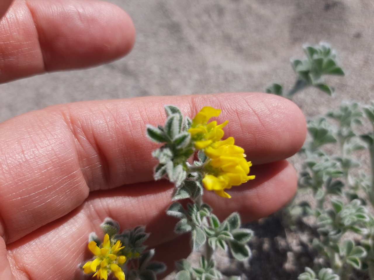 Medicago marina