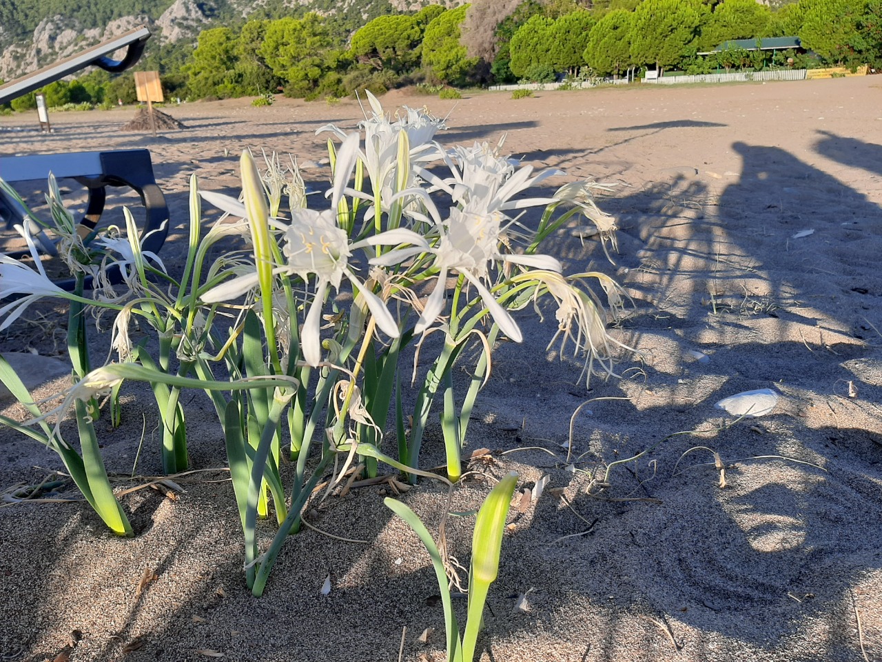 Pancratium maritimum