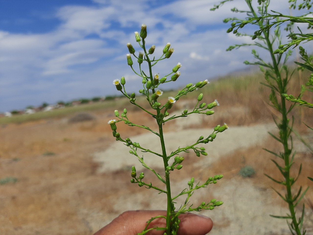 Conyza canadensis