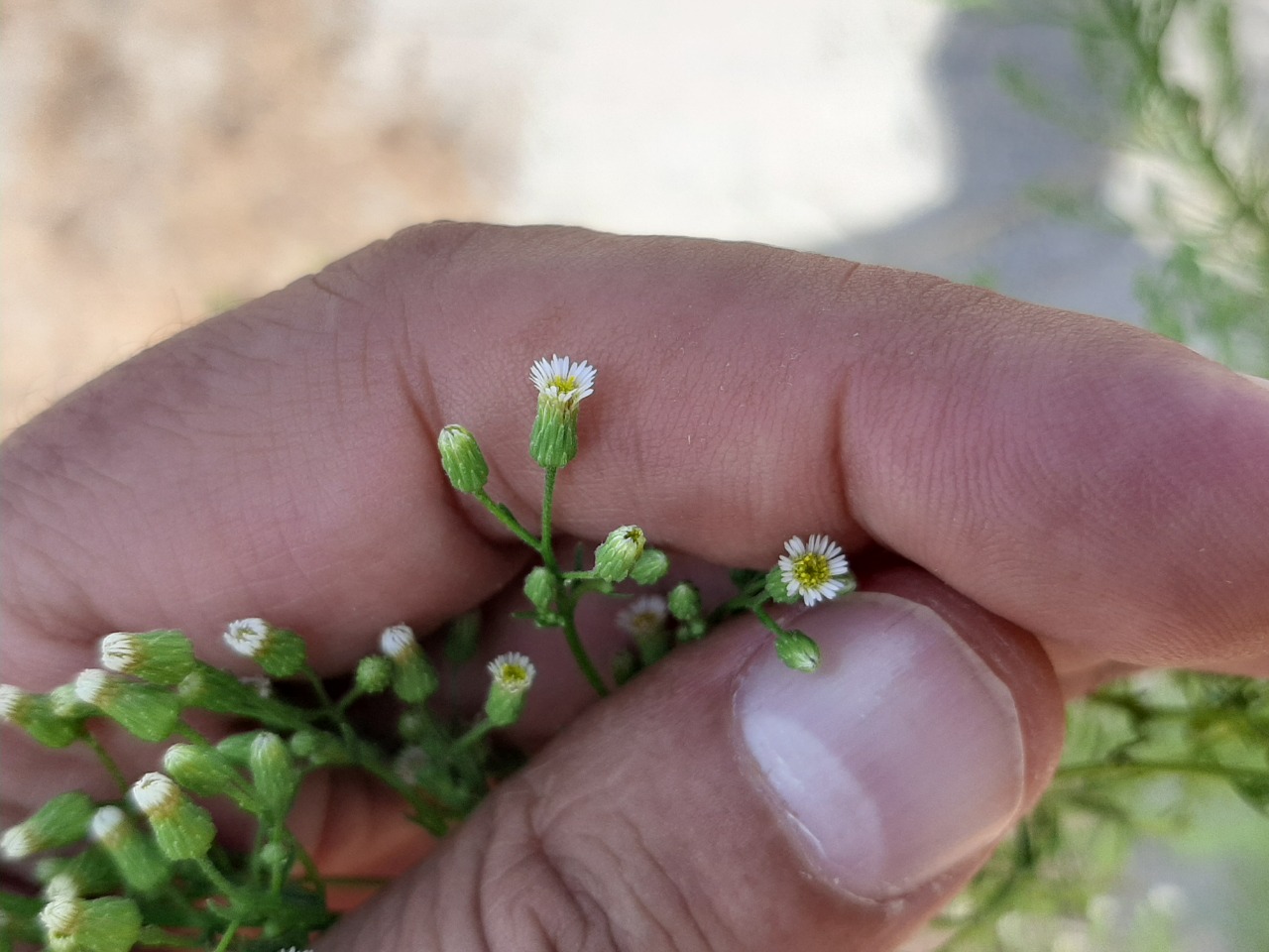 Conyza canadensis