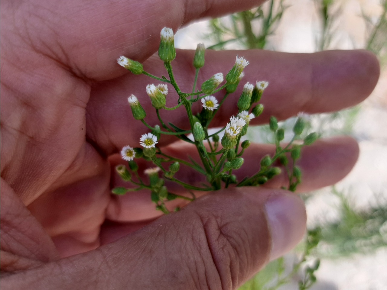 Conyza canadensis