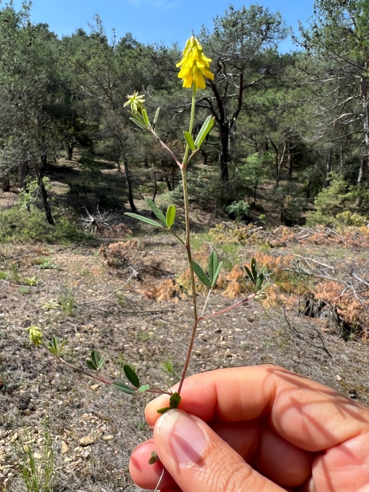 Trigonella spicata