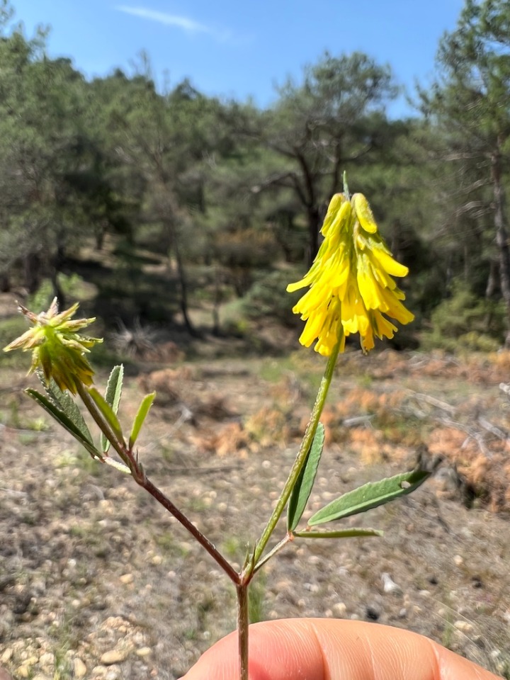 Trigonella spicata