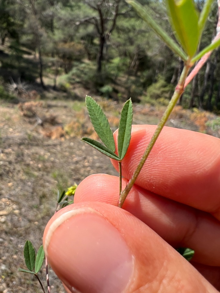 Trigonella spicata