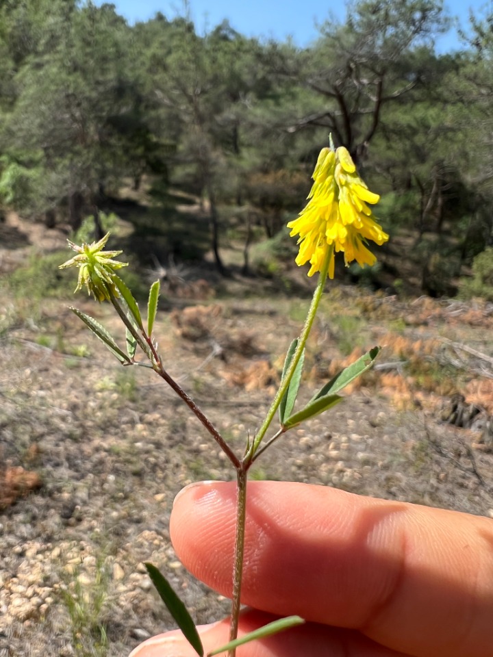 Trigonella spicata