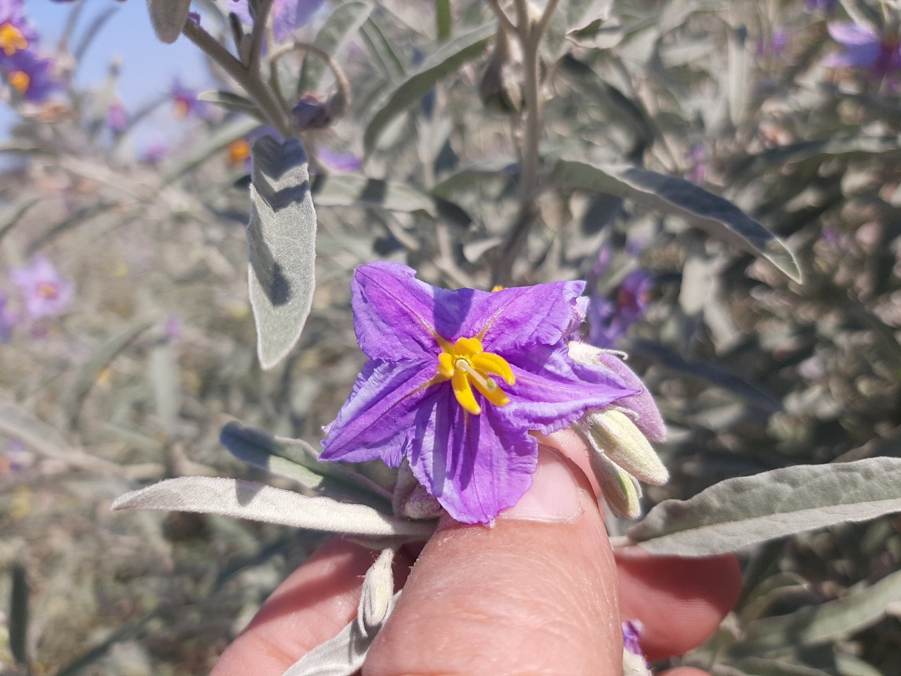 Solanum elaeagnifolium