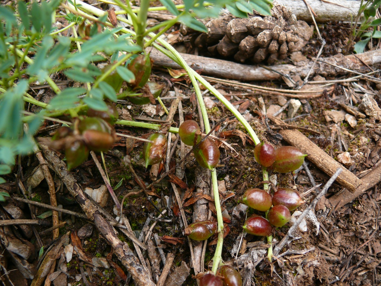 Astragalus gymnolobus