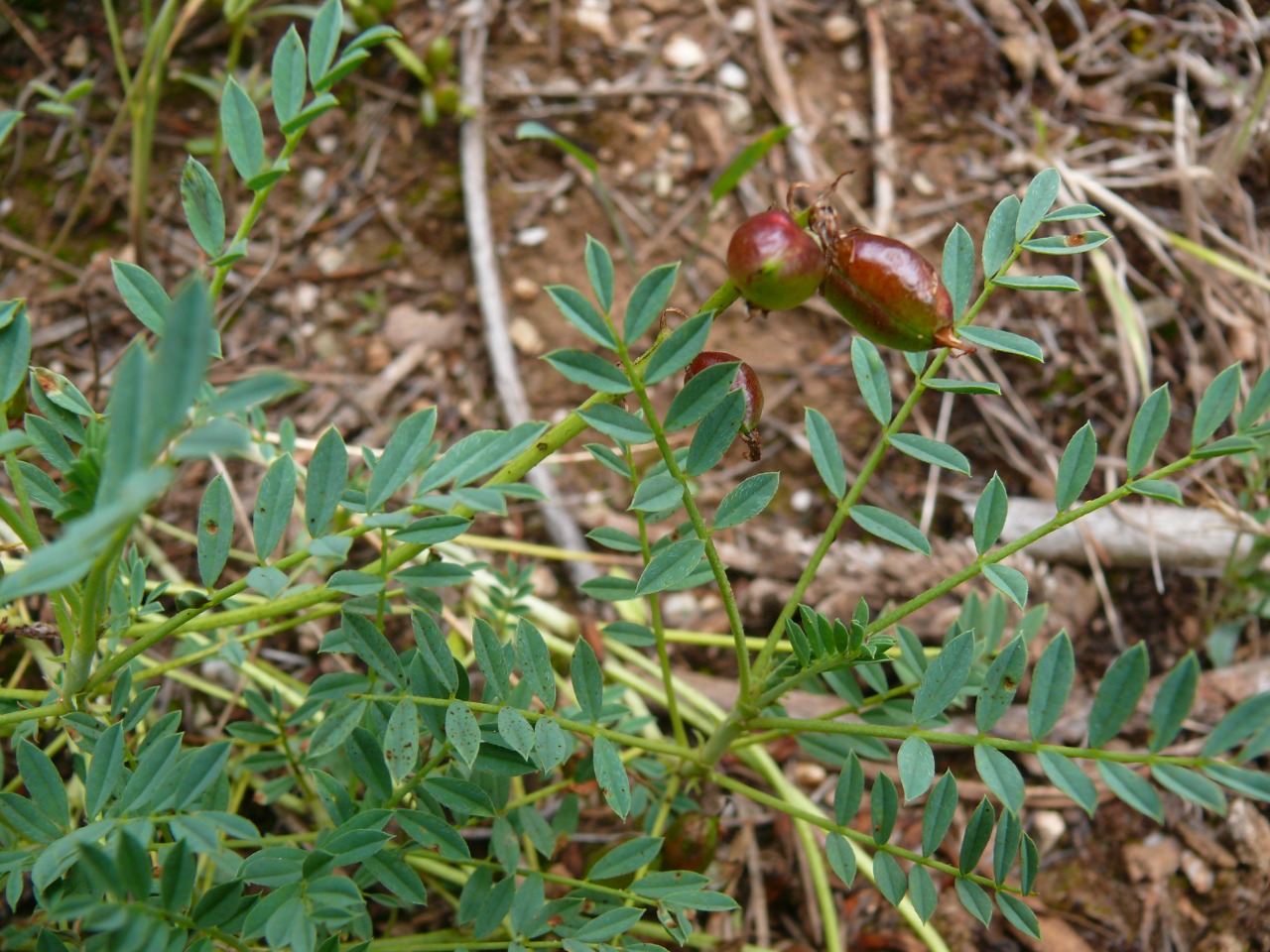 Astragalus gymnolobus
