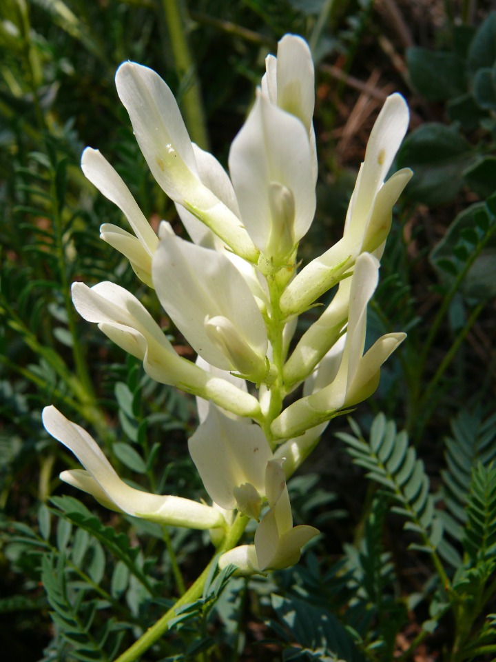 Astragalus gymnolobus