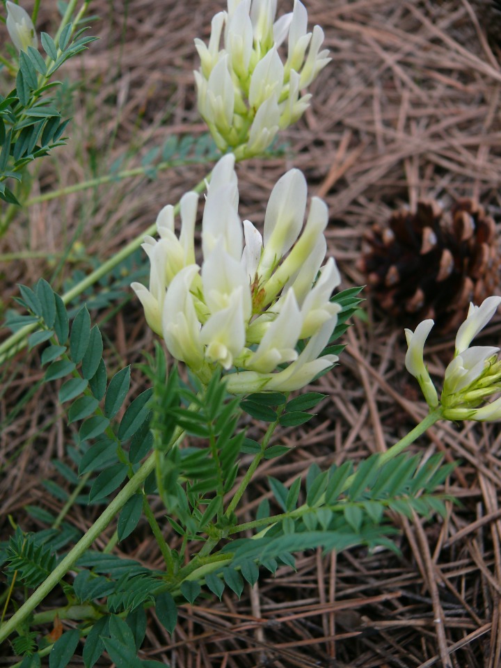 Astragalus gymnolobus