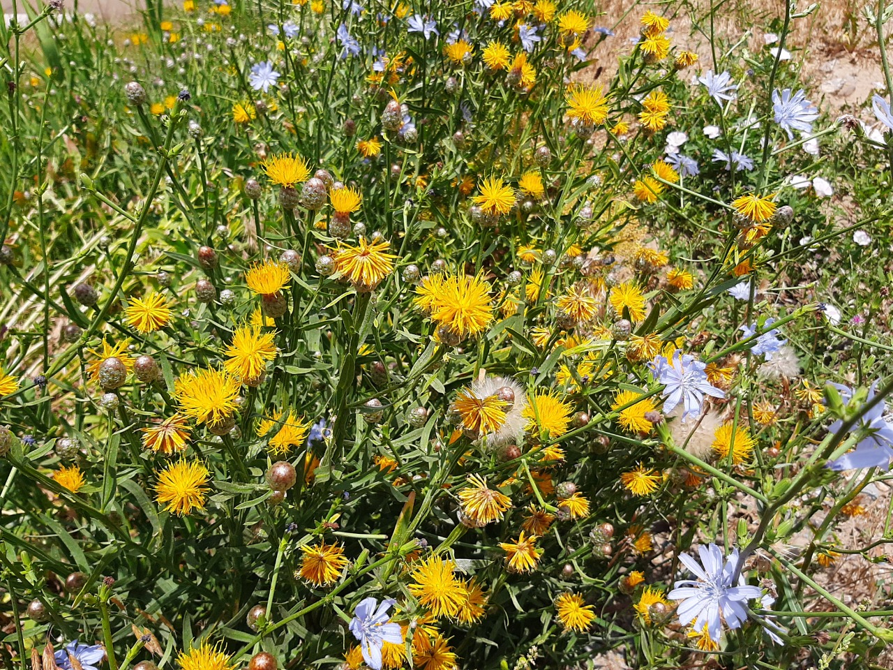 Centaurea pterocaula