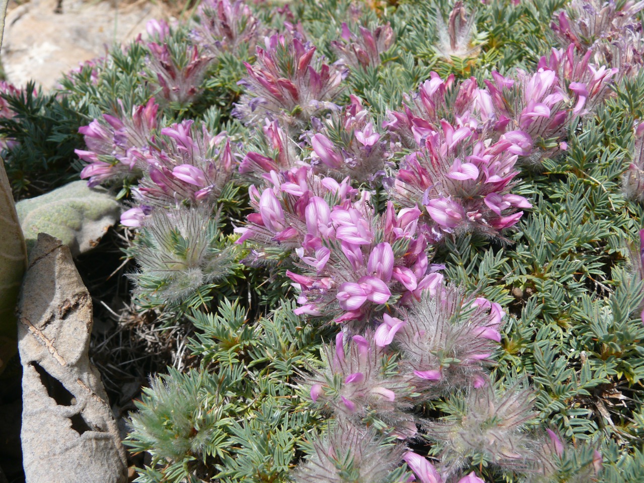 Astragalus plumosus