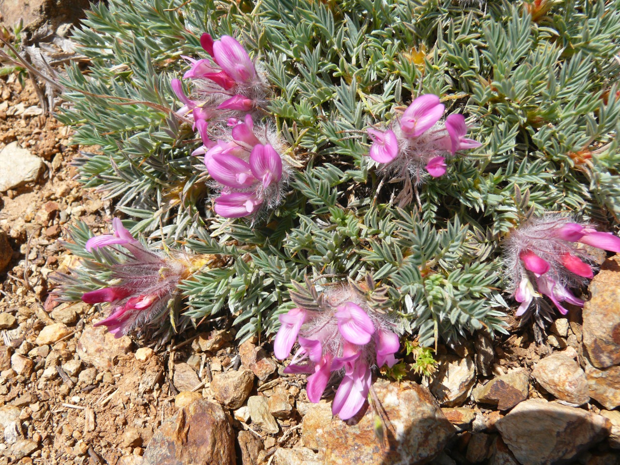 Astragalus plumosus