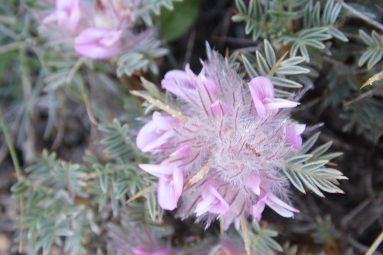 Astragalus plumosus