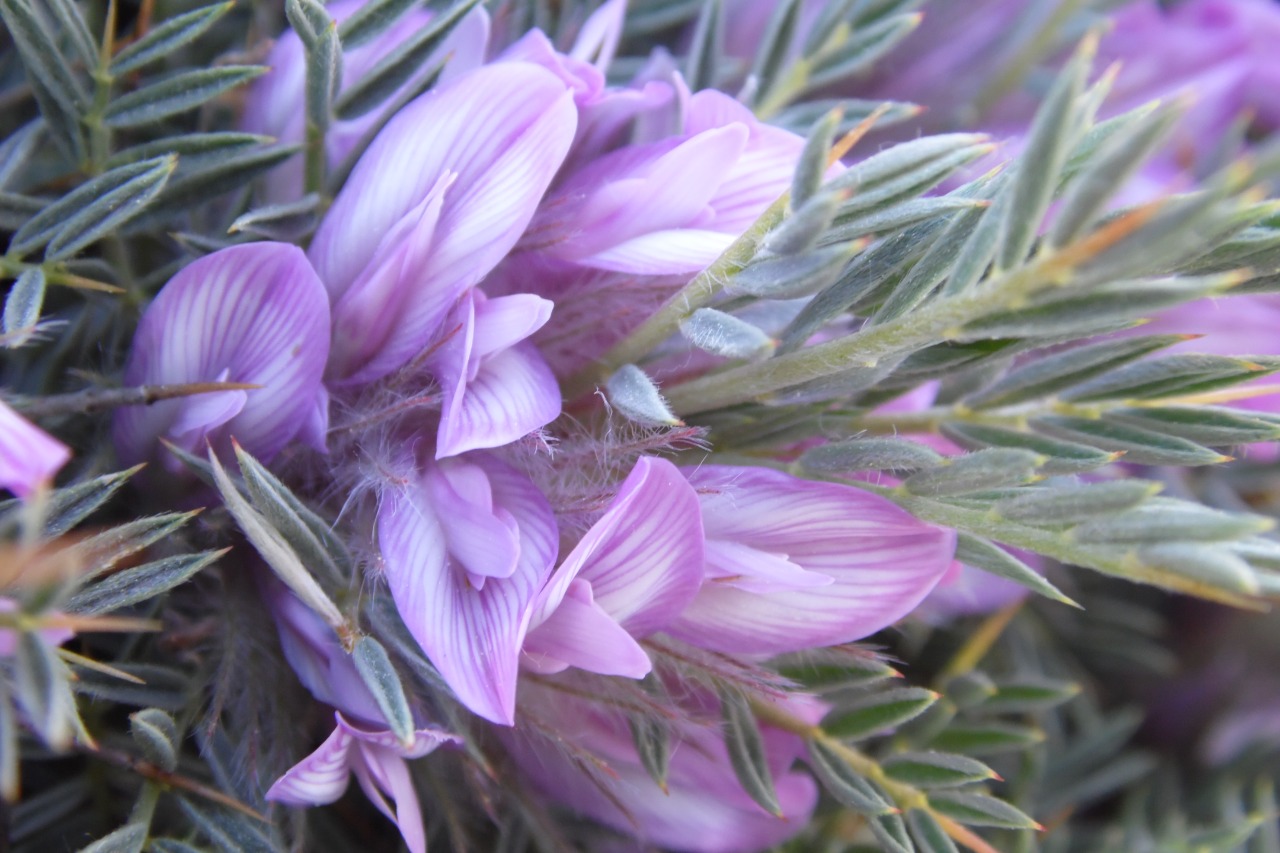 Astragalus plumosus