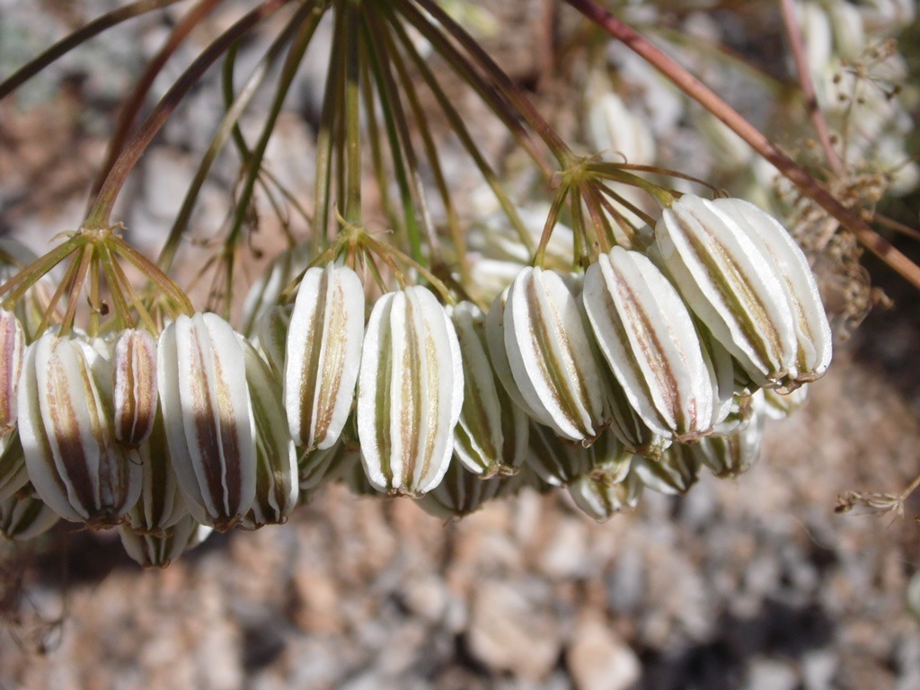 Prangos platychlaena