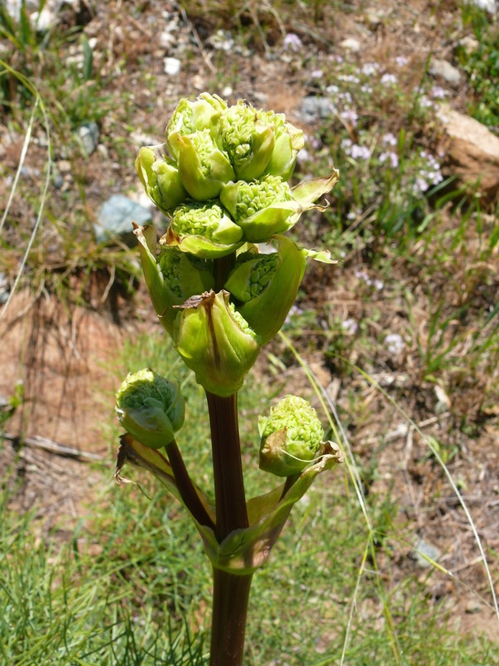 Prangos platychlaena