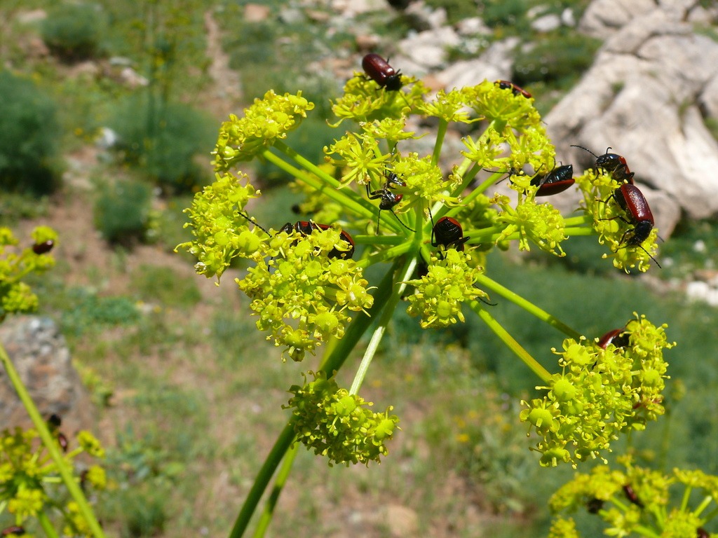 Prangos platychlaena