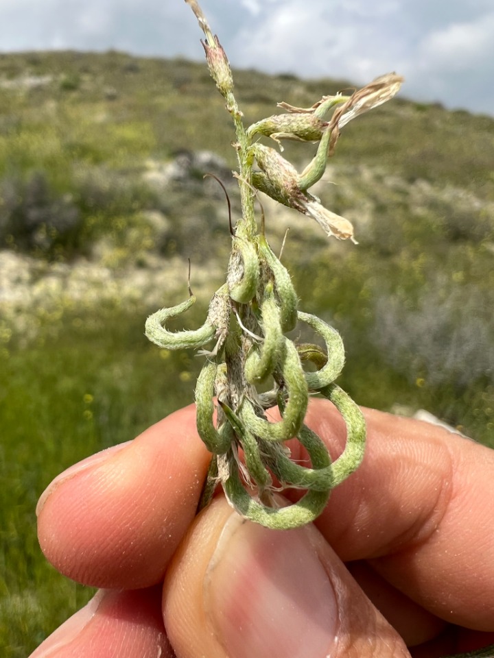 Astragalus lycius