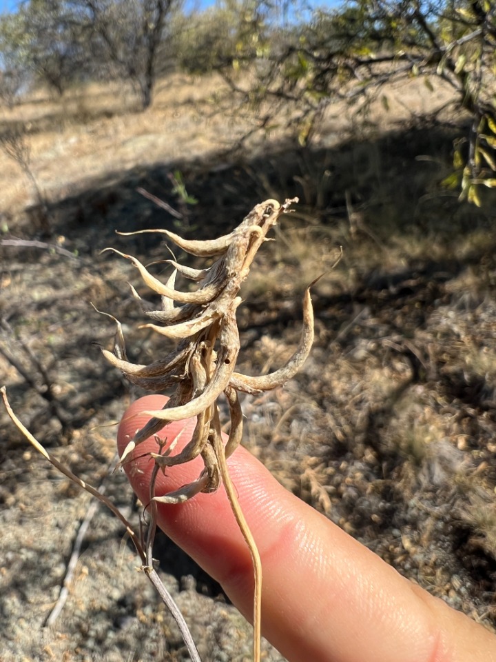 Astragalus lycius