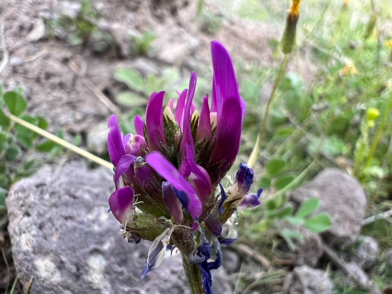 Astragalus lycius