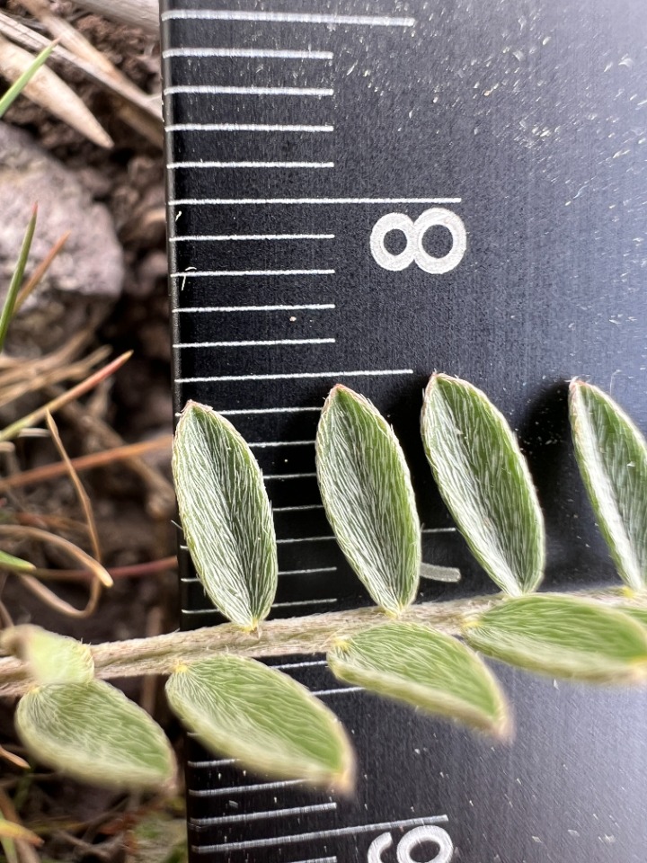 Astragalus lycius