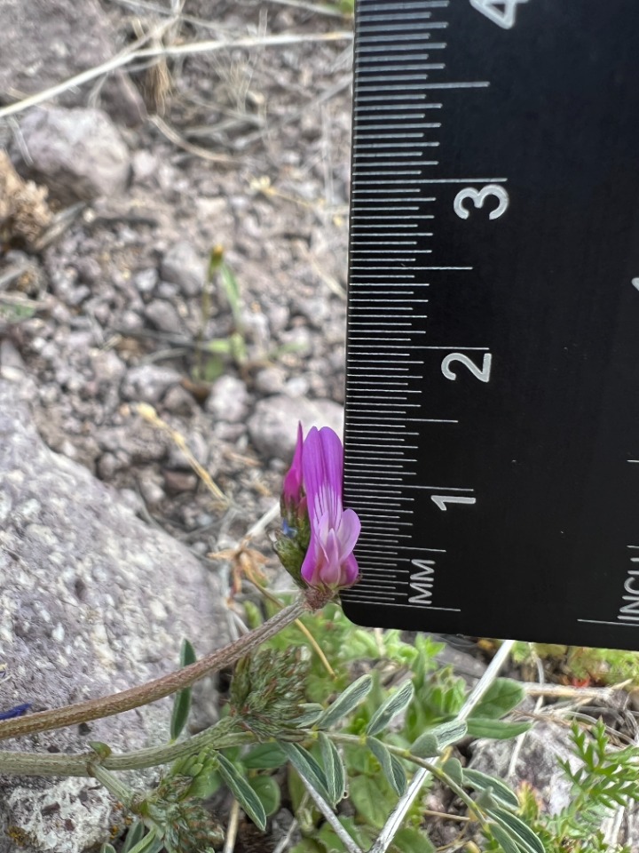 Astragalus lycius