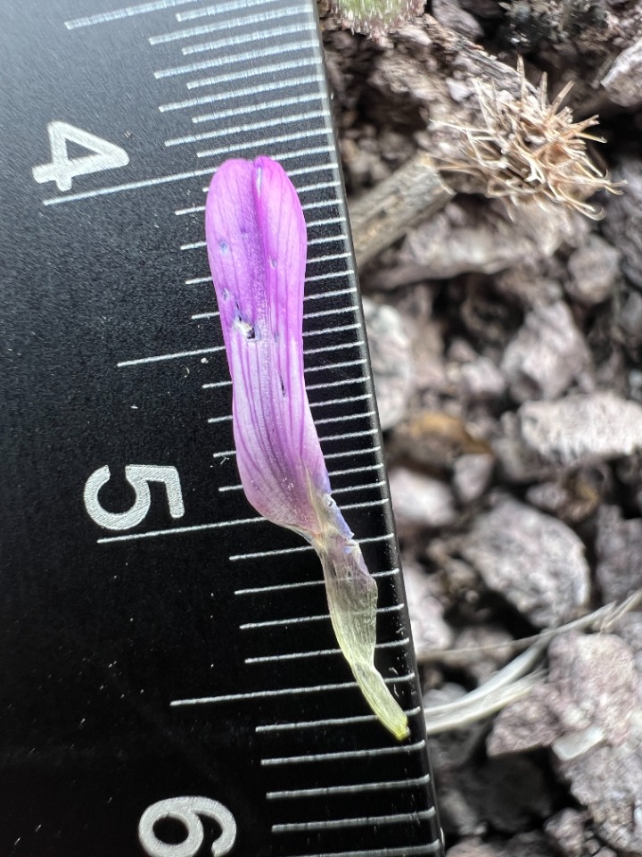 Astragalus lycius