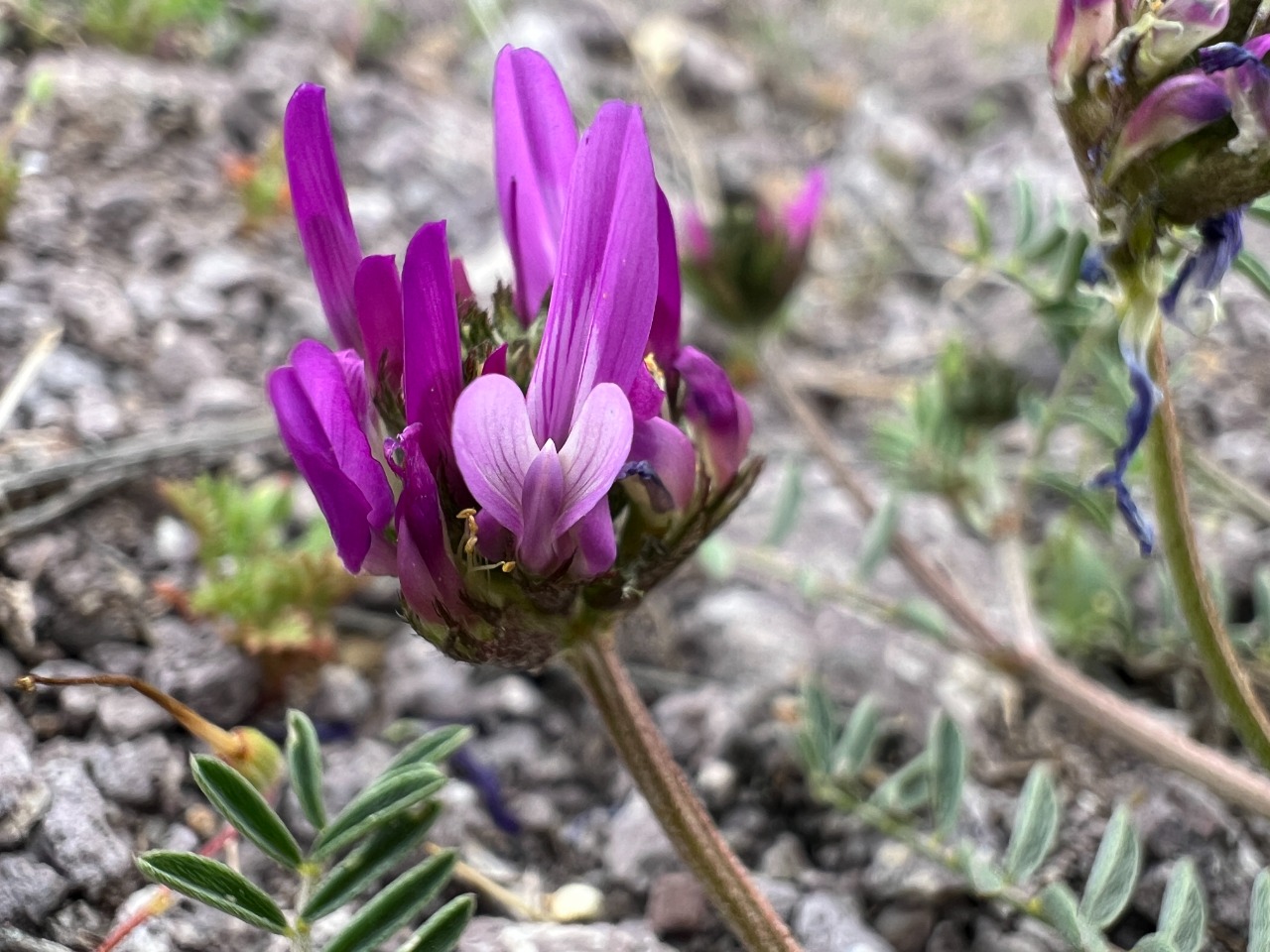 Astragalus lycius