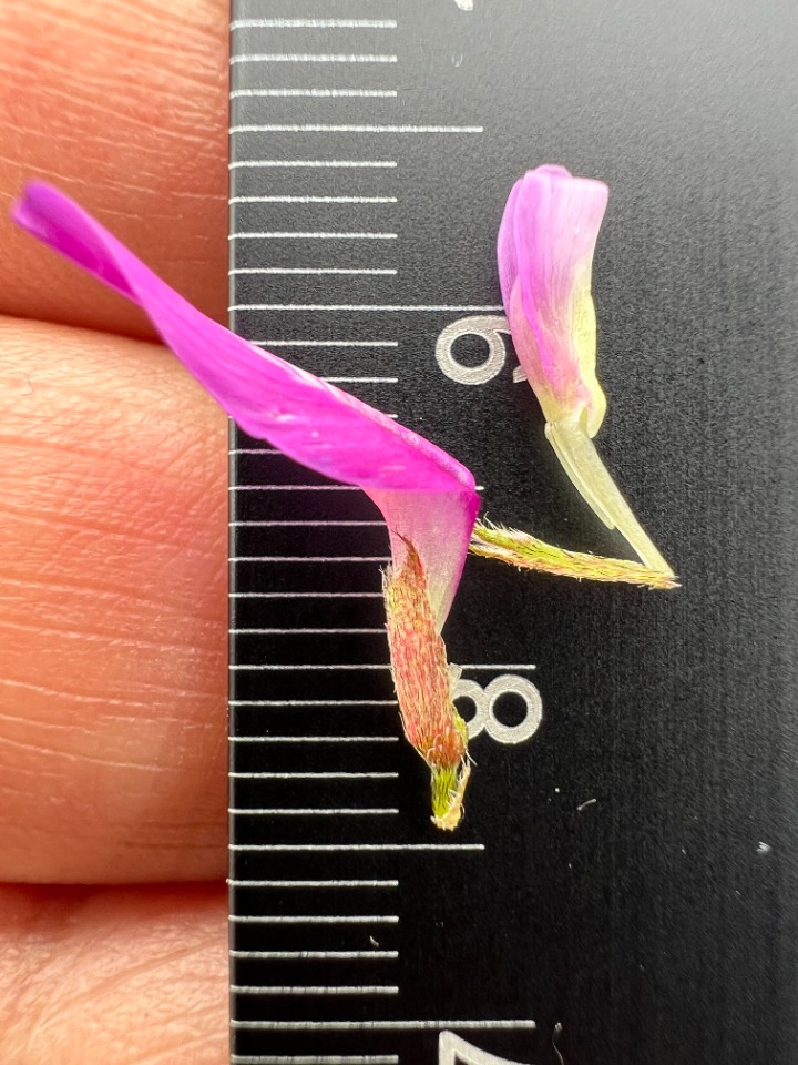Astragalus lycius
