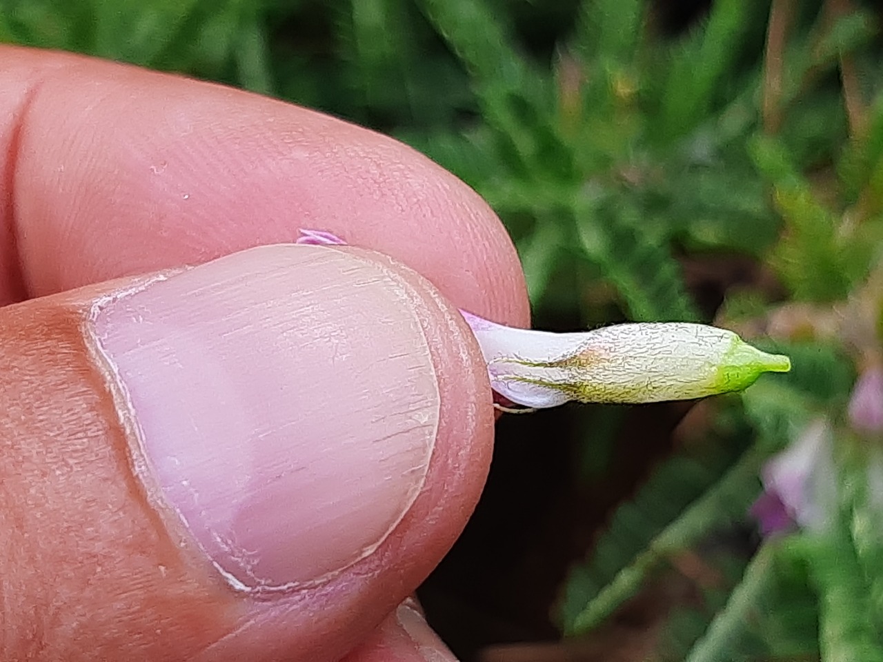 Astragalus icmadophilus