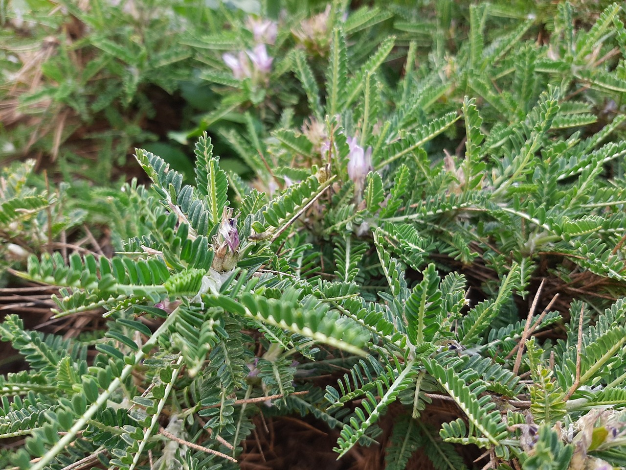 Astragalus icmadophilus