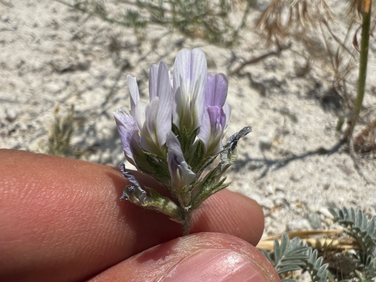 Astragalus alyssoides