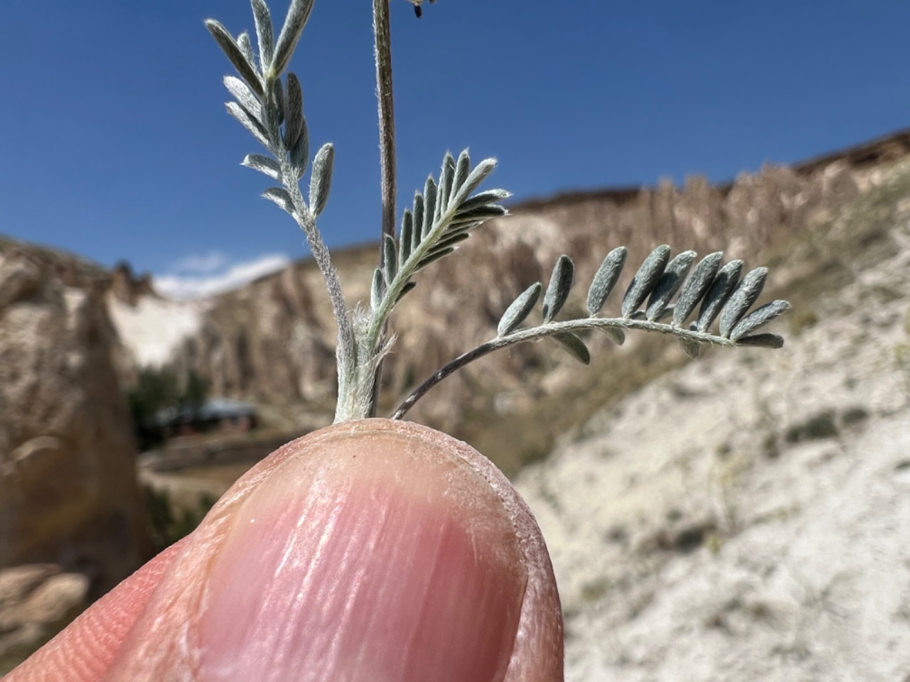 Astragalus alyssoides